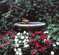 Robin in Bath