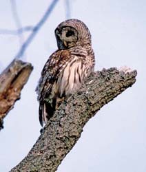 Barred Owl