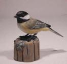 BirdHugBlack-cappedChickadee_4c