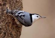 WBNuthatch_JRC_4c