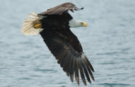 Bald Eagle